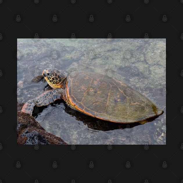 Turtle on the beach in Kona - Big Island Hawaii by Photomisak72