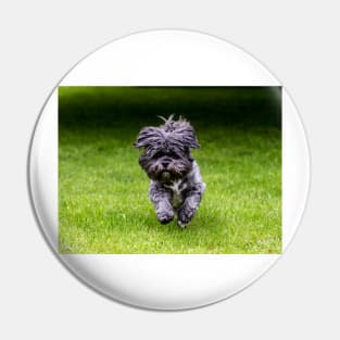 Rosie the Shih Tzu running Pin