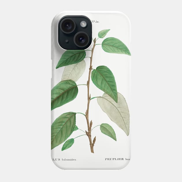 Balsam poplar (Populus balsamifera) from Traité des Arbres et Arbustes que l’on cultive en France en pleine terre (1801–1819) by Pierre-Joseph Redouté. Phone Case by Elala