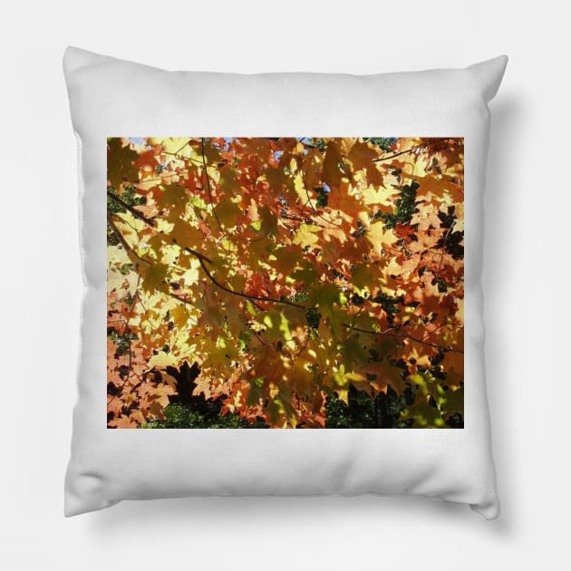 Maple Leaves in the Fall Pillow by rconyard