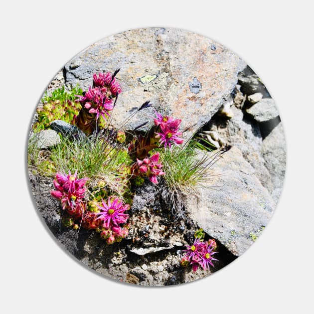 Rock & flowers Swiss Alps Pin by Wolf Art / Swiss Artwork Photography