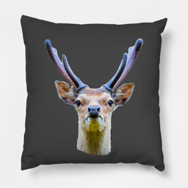 Sitka deer in velvet Pillow by dalyndigaital2@gmail.com