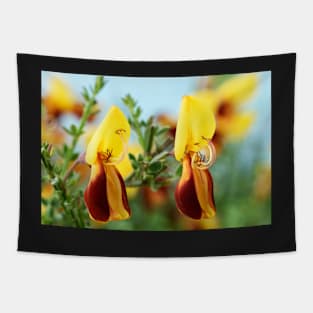 Cytisus scoparius f. andreanus  Broom Tapestry