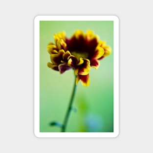 Red and yellow daisy Magnet