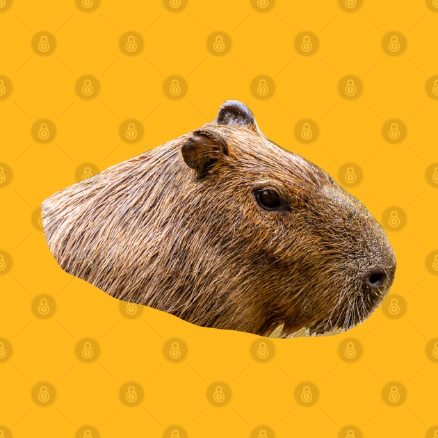 Capybara portrait by dalyndigaital2@gmail.com