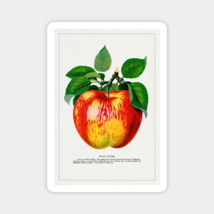 Wolf River Apple Lithograph (1900) Magnet