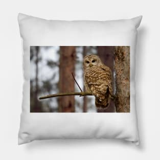 Barred Owl on a limb Pillow