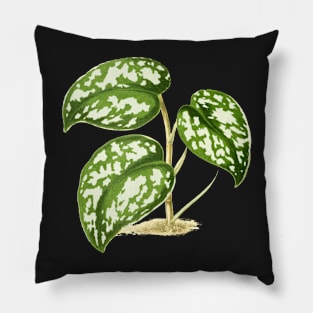 Scindapsus pictus - Rothschild - Botanical Illustration Pillow