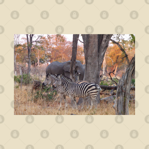 Zebras and Elephants together in Moremi Game Reserve, Botswana, Africa by SafariByMarisa