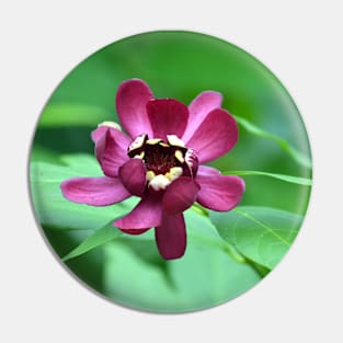 Calycanthus Pin