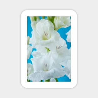 Gladiolus  'White Friendship' Magnet