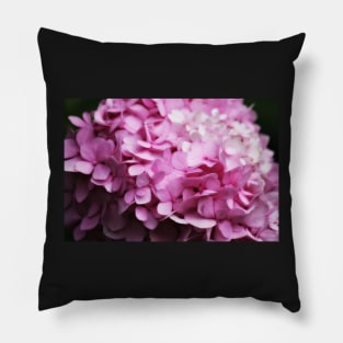 Pink Phlox Pillow