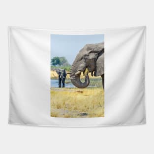African bush elephant eating Tapestry