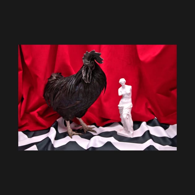 Rooster in the red room by danieltuttle