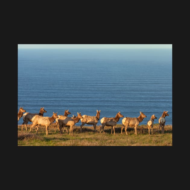 Tule Elk Herd by jvnimages