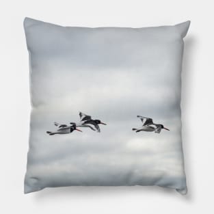 Five Oystercatchers in flight - Isle of Arran, Scotland Pillow