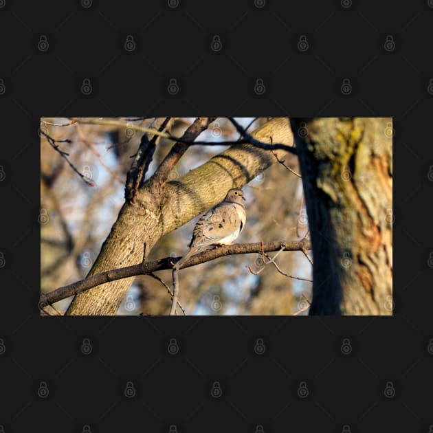 Mourning Dove Perching On A Tree Branch And Staring by BackyardBirder