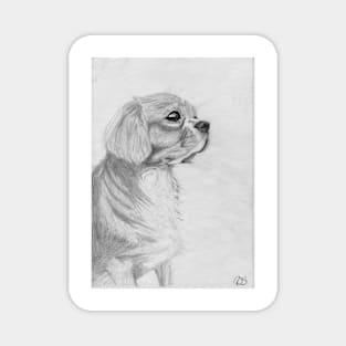 Cavalier King Charles Spaniel Magnet