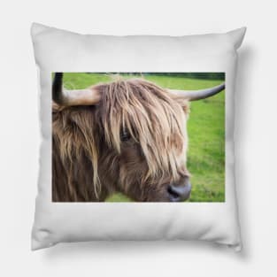 Scottish highland cow Pillow