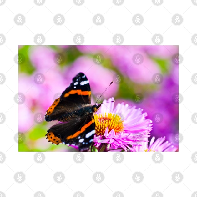 Red Admiral Butterfly by JeanKellyPhoto