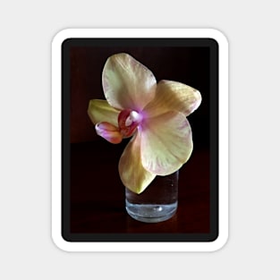 Lone Orchid Magnet