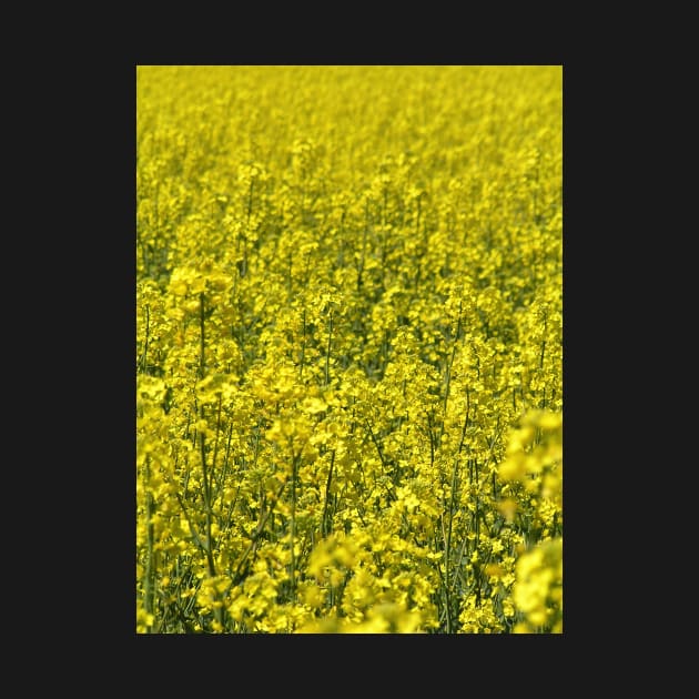 Field of Yellow: Rapeseed (canola), south of France, spring by AtlasMirabilis