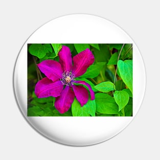 Brilliant Clematis Pin