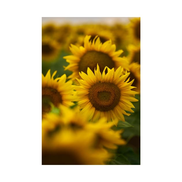 Sunflowers in closeup at sunset by naturalis