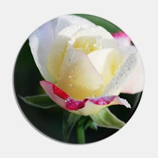 Valentine’s rose - Photography Pin