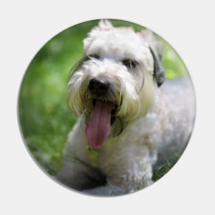 A soft coated wheaten Terrier dog Pin