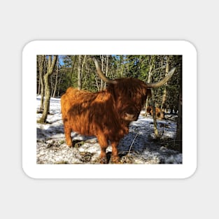 Scottish Highland Cattle Cow 1953 Magnet