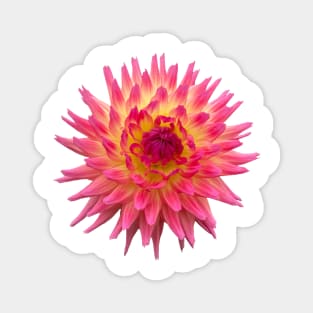 Sangria Dahlia, Hot Pink and Yellow Flower Magnet