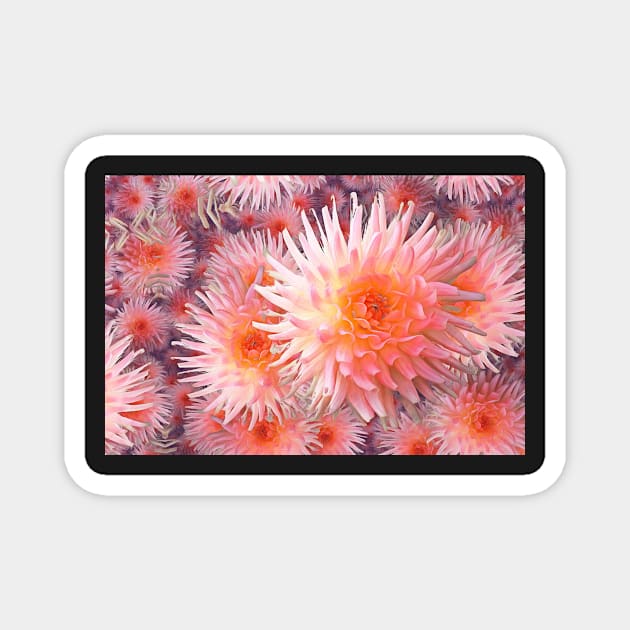 Infinite Pink Spiky Dahlias Magnet by SeaChangeDesign