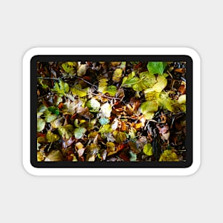 Colorful Autumn Fall Leaves - Seasonal Colors Magnet