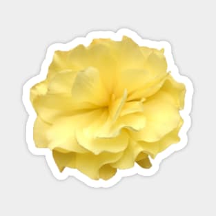 Yellow Double Begonia Close-up Magnet