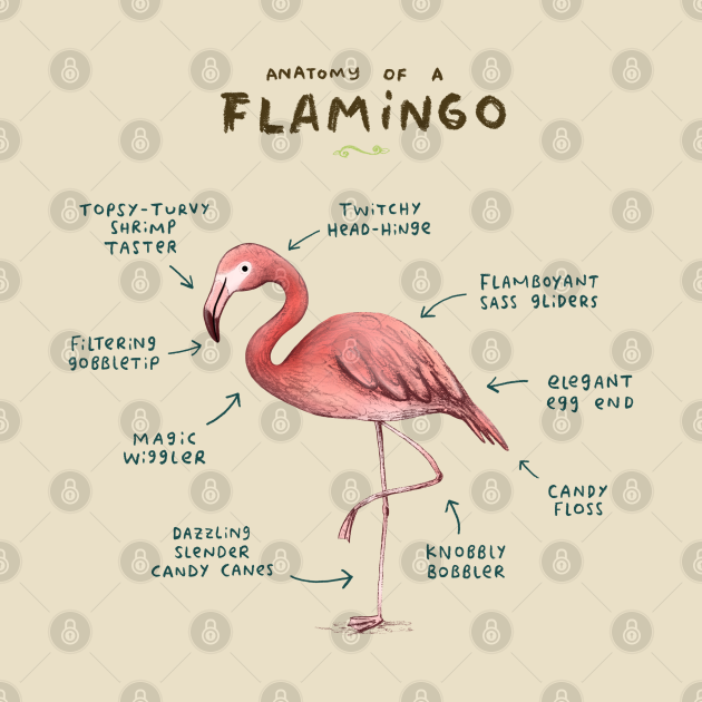 Discover Anatomy of a Flamingo - Flamingo - T-Shirt