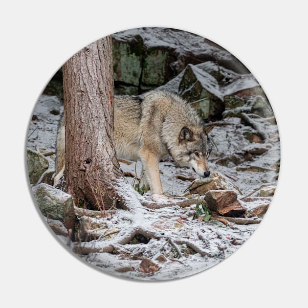 Eastern Gray Wolf Pin by jaydee1400