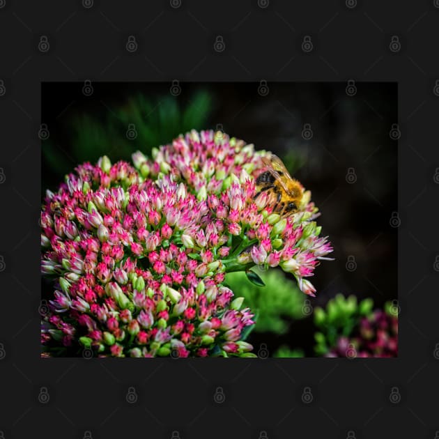 Bee On Sedum Flower by Robert Alsop