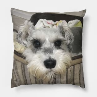 Cute Schnauzer Pillow