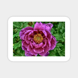 Japanese Tree Peony Magnet