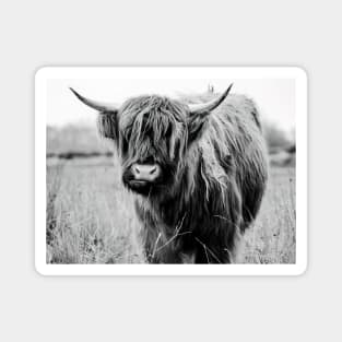 Young Highland Cow Magnet