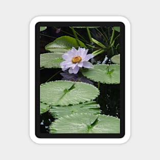 Lilac Waterlily Kew Gardens Magnet