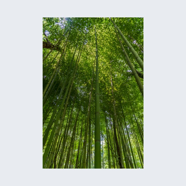 In Awe of the Bamboo by Ckauzmann