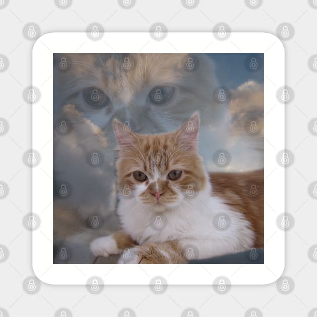 Dramatic Cute Cat in The Blue Sky Photography Magnet by Looly Elzayat