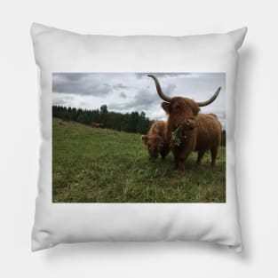 Scottish Highland Cattle Cow and Calf 1532 Pillow