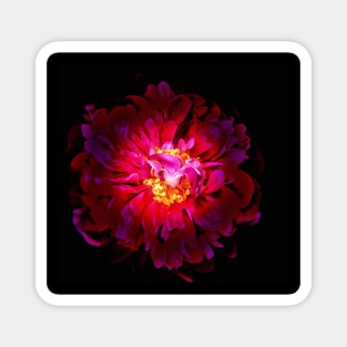 Red Peony Flower Magnet