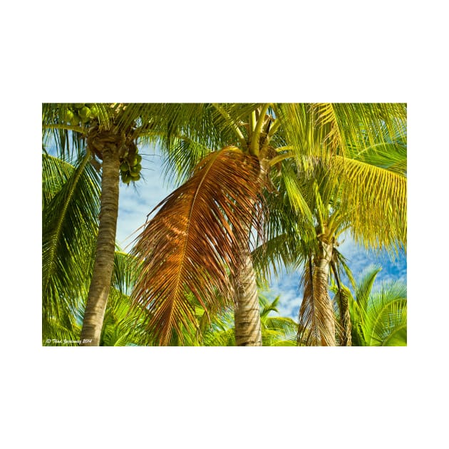 Coconut palms by thadz