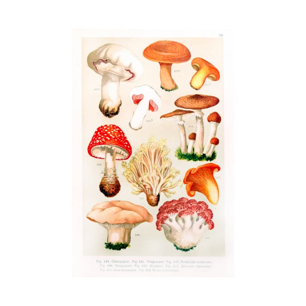 Mushroom species by WAITE-SMITH VINTAGE ART