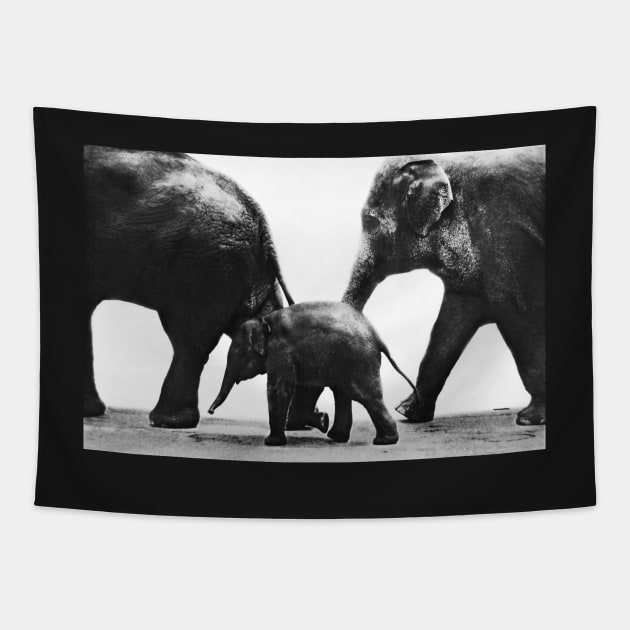 Baby Elephant and Parents Tapestry by LaurieMinor
