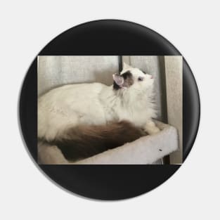 Ragdoll Pin